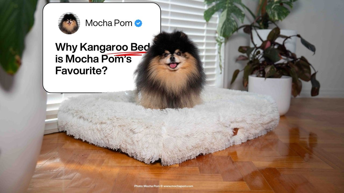 Dog Bed Review: Why the Kangaroo Bed Is the Favourite of Mocha Pom, One of Australia’s Most Followed Pomeranians